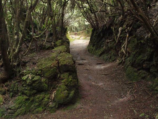 Stunning Views At Tenerife Tacoronte Bagian luar foto