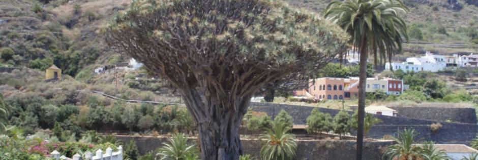 Stunning Views At Tenerife Tacoronte Bagian luar foto